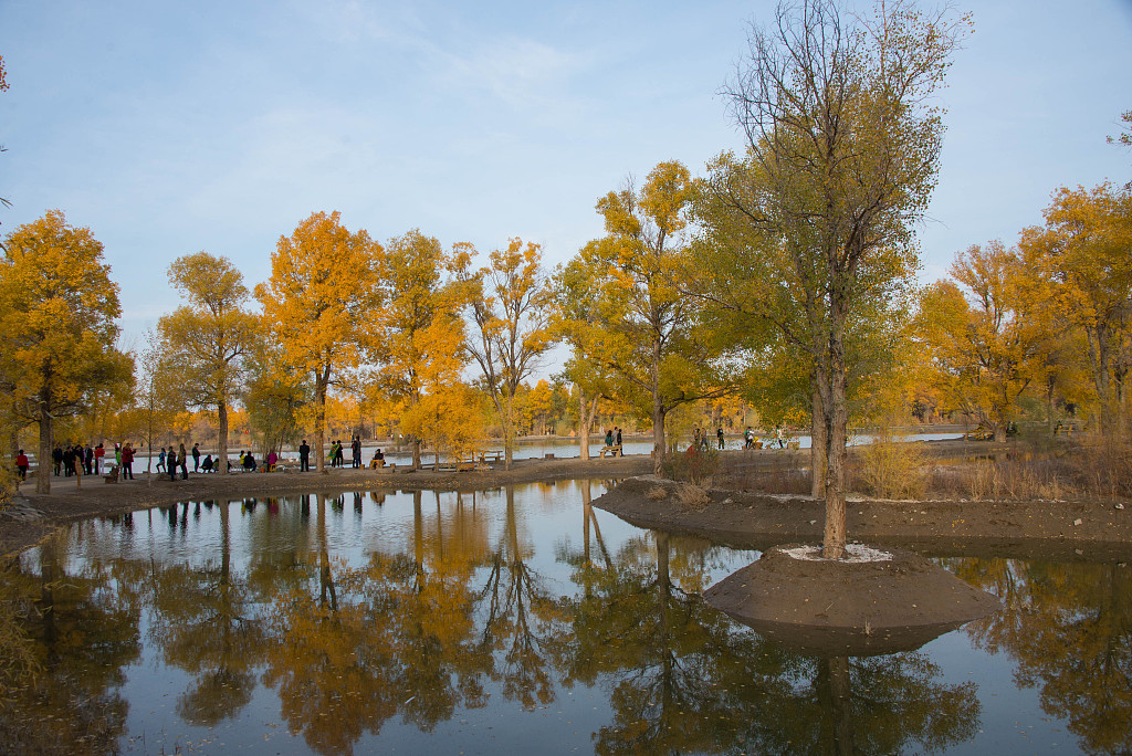 Autumn scenes abound in desert poplar forests of Northwest China ...