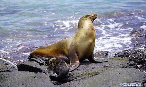 Galapagos Islands seen in Ecuador - Global Times