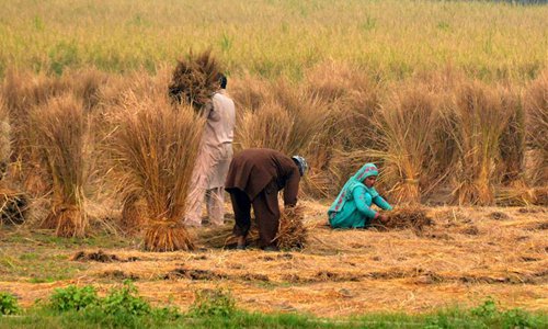 Pakistani farmers harvest rice - Global Times