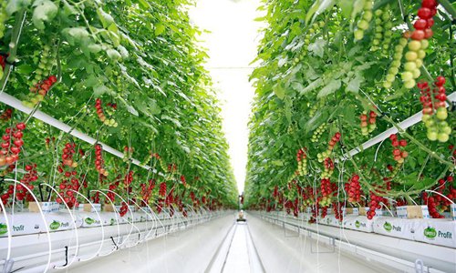 Intelligent greenhouse seen in northwest China's Gansu - Global Times