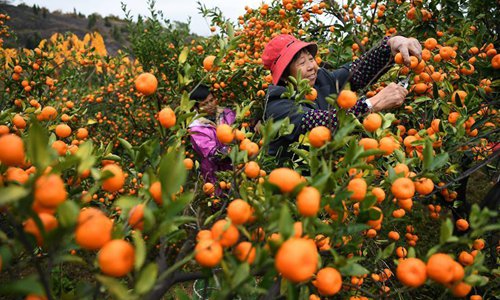 Oranges harvested in east China's Nanfeng county - Global Times