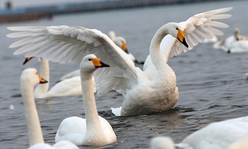 Swans seen in Rongcheng national swan nature reserve, east China ...