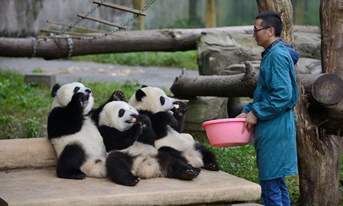 Cutest job in the world not so cushy! Panda keepers risk injury and ...