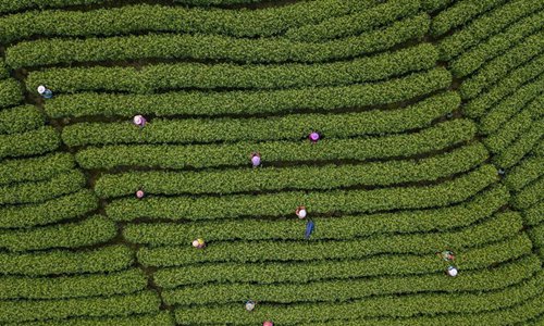 Workers pick tea leaves at tea garden in E China's Zhejiang - Global Times