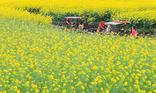 Scenery of cole flowers in Xinghua, E China's Jiangsu - Global Times