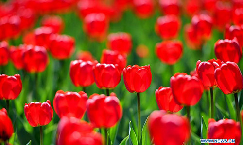 Scenery of tulips at park in Changchun City, China's Jilin - Global Times