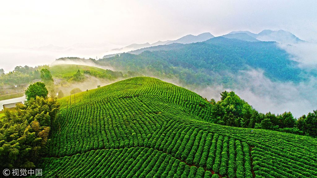 A sea of clouds washes over organic tea gardens in China’s Zhejiang ...