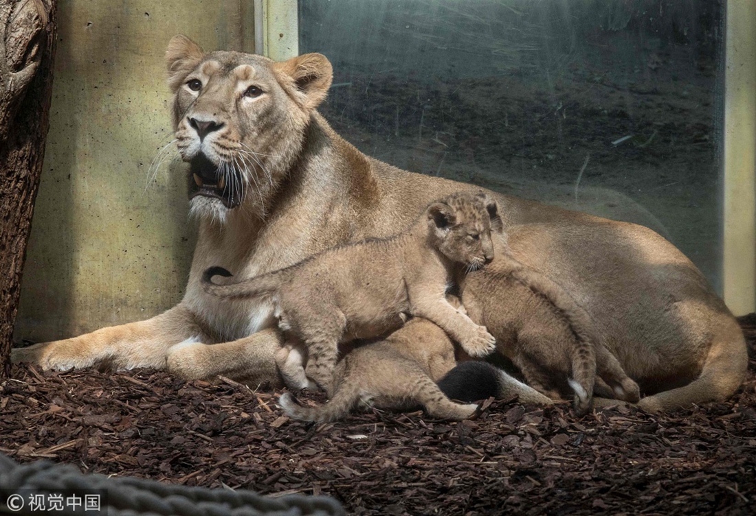 Lion cub triplets make their debut at a zoo in Germany - Global Times