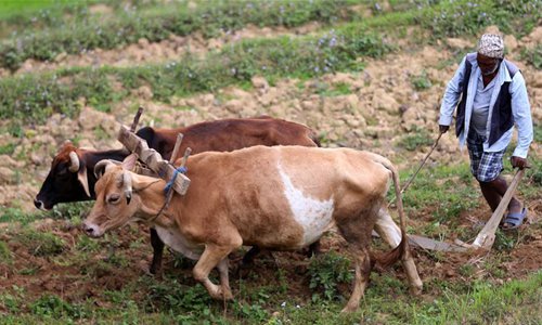 Nepalese people plant rice seedlings as monsoon season begins in ...