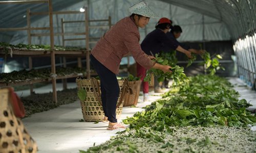 Silkworm breeding base in east China's Zhejiang - Global Times