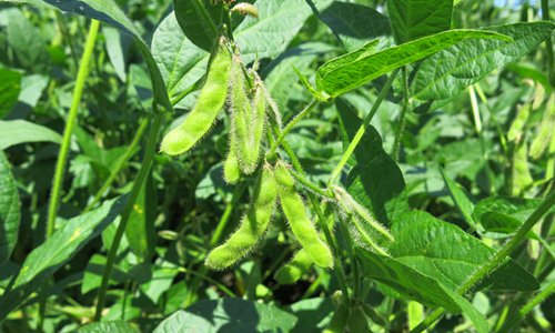 China’s capital of soybeans expands production amid trade standoff with ...