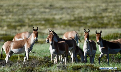 Wild animals in Changtang National Natural Reserve, China's Tibet ...