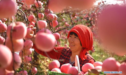 Apples harvested in E China's Shandong - Global Times