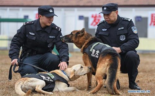 Police dogs trained in Wuhan, central China's Hubei - Global Times