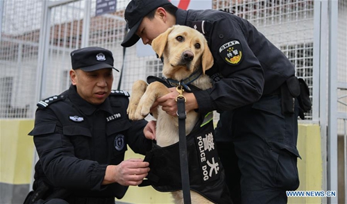 Police dogs trained in Wuhan, central China's Hubei - Global Times