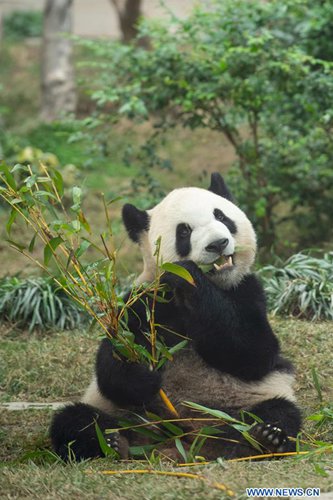 Macao Giant Panda Pavilion offers free admission to celebrate Chinese ...