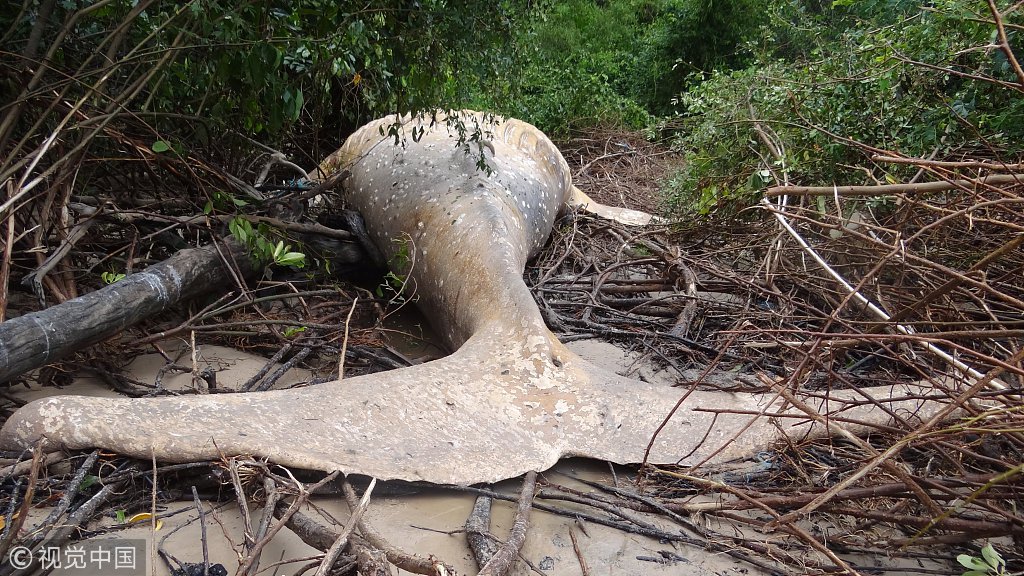 10-ton humpback whale dead in the Amazon rainforest - Global Times