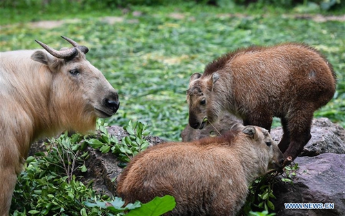 7 golden takin babies shown to public at Chimelong Safari Park in China ...