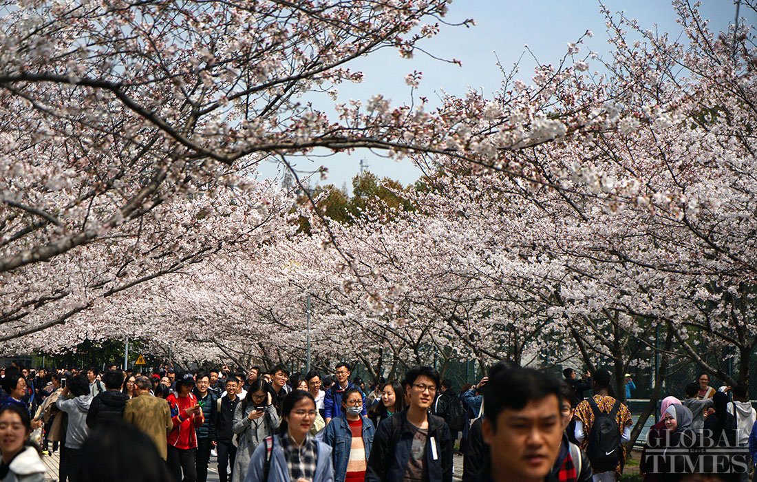 Cherry blossoms at TongJi University attract viewers - Global Times