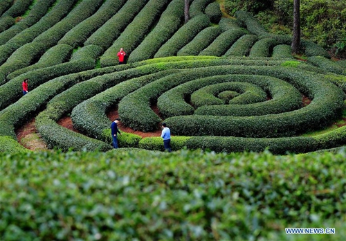 Tea gardens in Wuyishan to enter harvest season next month - Global Times