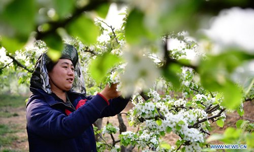 Pear trees in full bloom in Fangcheng County, C China's Henan - Global ...