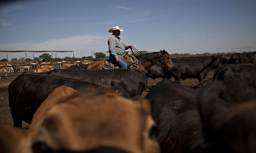 American cattle farmers pin hopes on China - Global Times