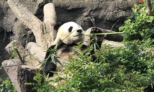 San Diego says farewell to giant pandas - Global Times