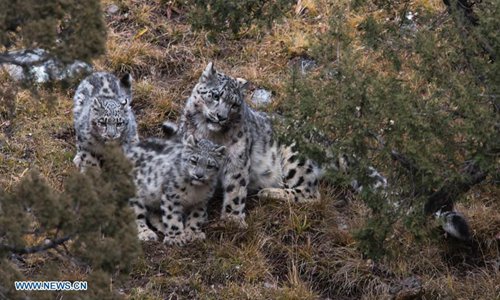 Photo taken on Oct. 22, 2017 shows snow leopards at Three-river-source National Park in northwest China's Qinghai Province. (Photo: Xinhua)