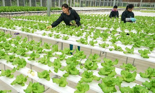 Greenhouses in Jiayu County, central China's Hubei - Global Times