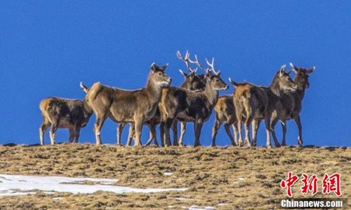 Rare animals emerge in Northwest China’s Gansu Province - Global Times