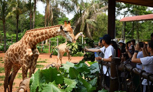 Giraffes reject zoo visitor’s cash snack - Global Times