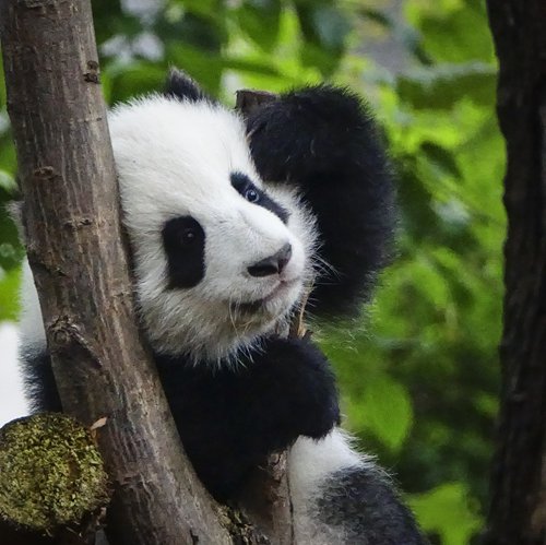 Training of captive giant pandas to go into the wild yields results ...