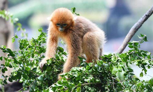 In pics: golden snub-nosed monkeys in Guangzhou, S China's Guangdong ...