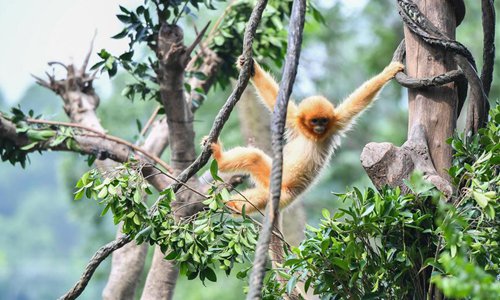 In pics: golden snub-nosed monkeys in Guangzhou, S China's Guangdong ...