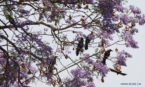 Jacaranda blossoms in Kathmandu, Nepal - Global Times