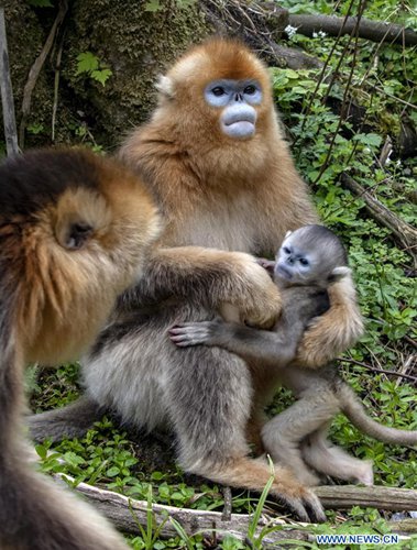 Number of golden monkeys in China's Shennongjia area doubles - Global Times