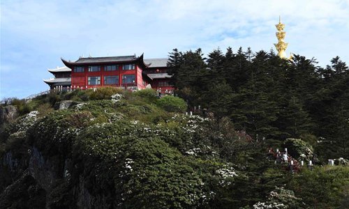 Azalea flowers bloom on Mount Emei, China's Sichuan - Global Times