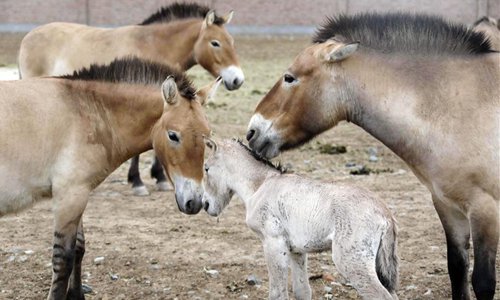 Four foals of Przewalski's horse born since start of breeding season in ...