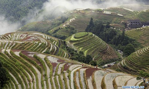 Scenery of terraced rice field of Longji in Longsheng, S China's ...