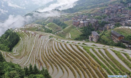 Scenery of terraced rice field of Longji in Longsheng, S China's ...