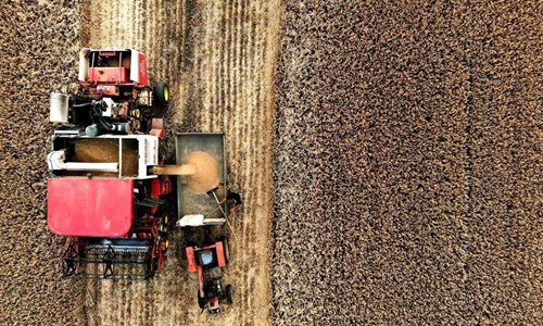 Wheat harvested in central China's Henan - Global Times