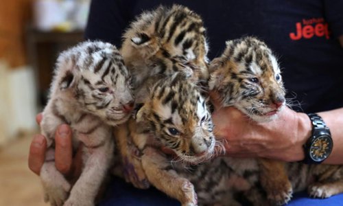 Four tiger cubs born in eastern city - Global Times