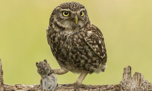 An owl holds its prey with pride in celebration of a successful hunt ...