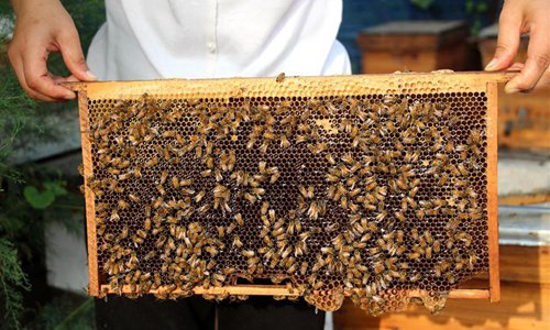 Farmers collect honey in east China's Shandong - Global Times