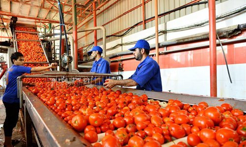 Palestinian employees work at tomato paste factory in Gaza Strip ...