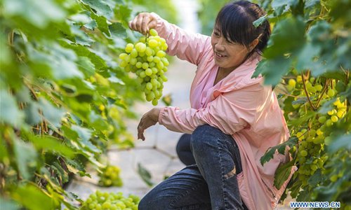 Farmers harvest grapes in Xinjiang - Global Times