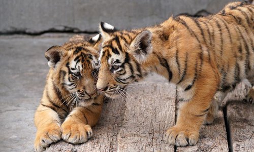 Over 30 Siberian tiger cubs born from end of February at Heilongjiang ...