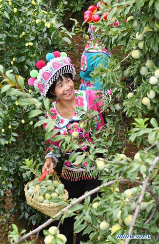 People of Yi ethnic group harvest fruits in SW China's Yunnan - Global ...