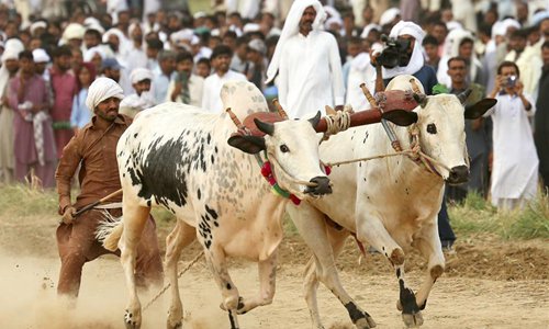 Traditional bull race held in Hasar, Pakistan - Global Times