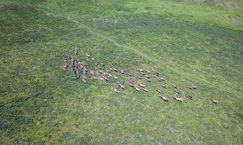 Red deer form scenery in midsummer on grassland in Dahe Township, China ...